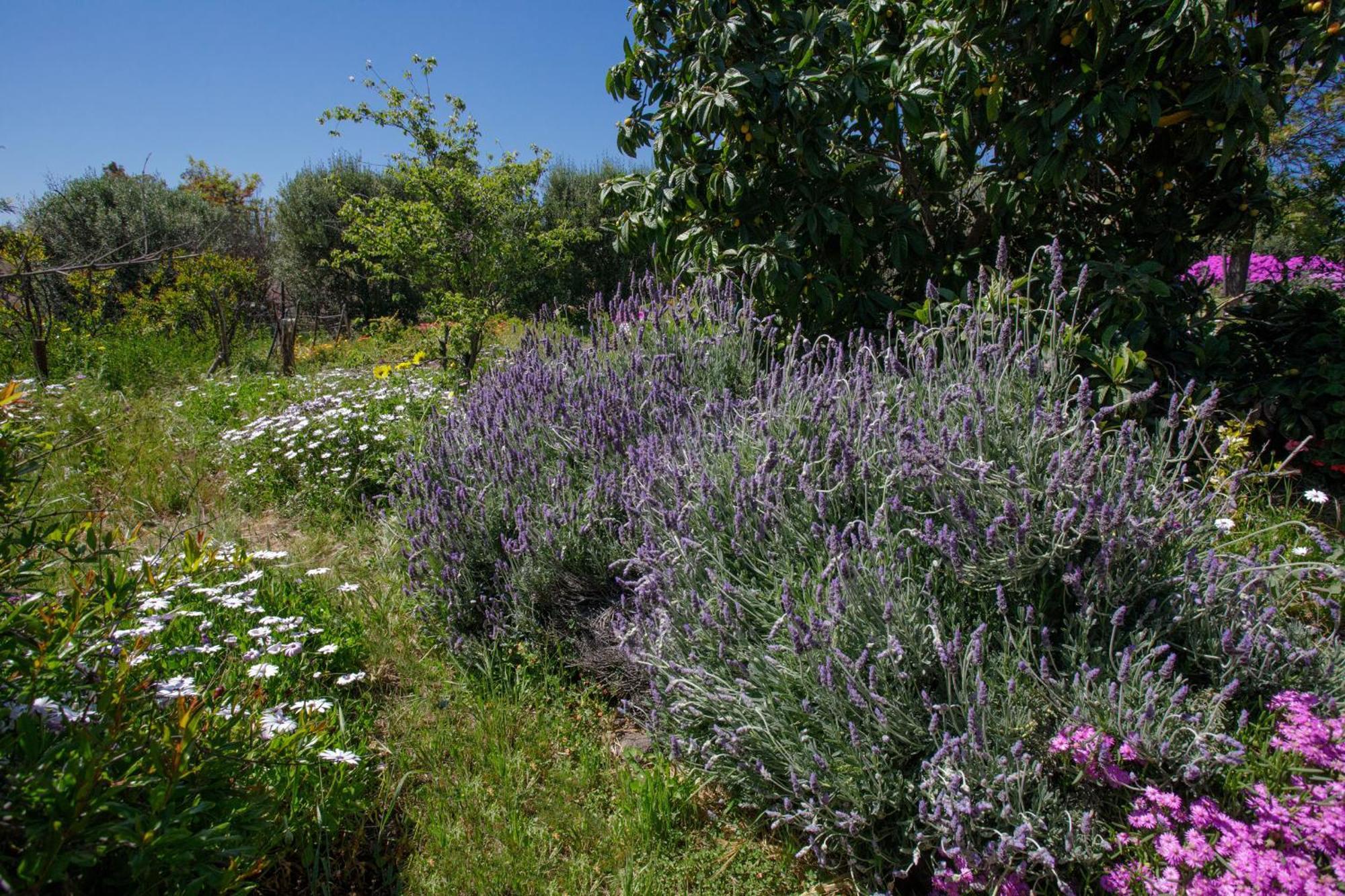 Quinta Maria En La Ruta Del Vino Acomodação com café da manhã Valle de Guadalupe Exterior foto